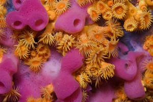 Yellow encrusting anemones (Parazoanthus axinellae) and sponge (Haliclona mediterranea) 'Turtle Rock', Passage du Cavallo, Lavezzi Archipelago, Corsica, France, September 2008